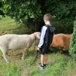 Schaf & Shetland Pony